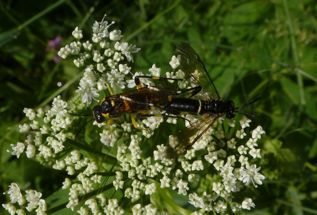 Coppia Imenotteri: Macrophya montana, Tenthredinidae